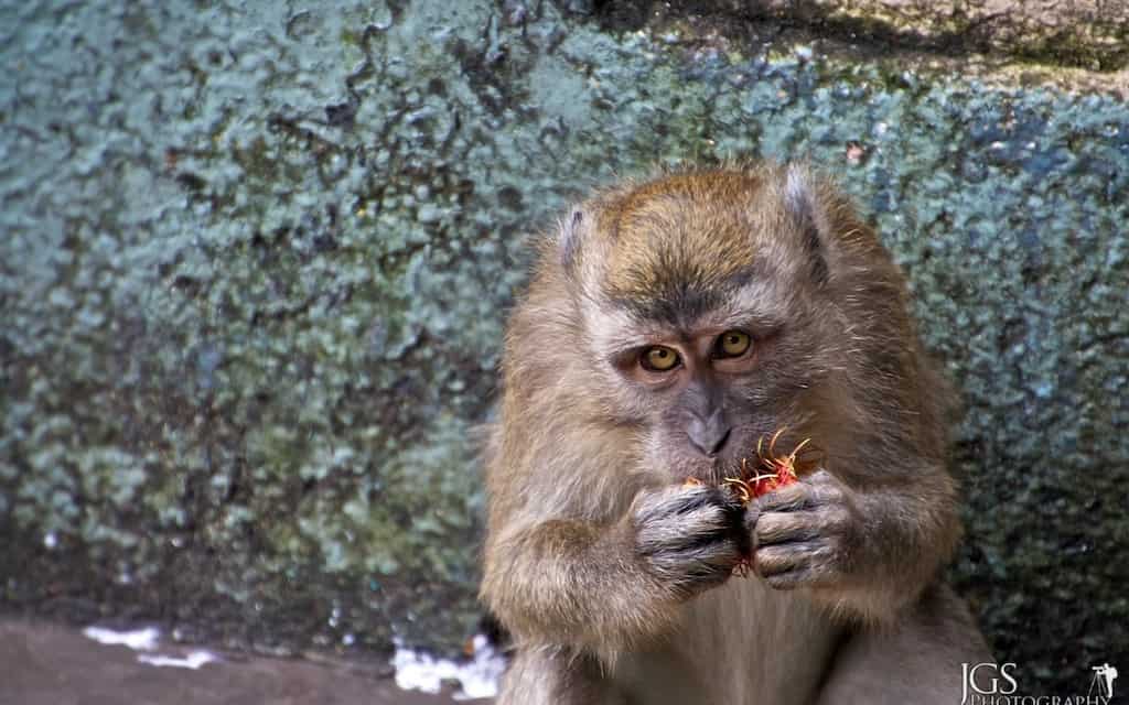 Travel Photo Of The Week: Monkey Eating a Rambutan – Batu Caves, Malaysia