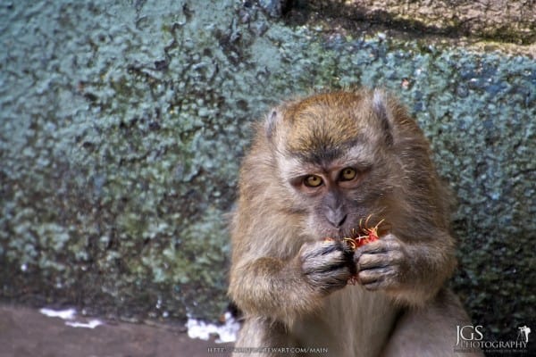 Monkey Eating Fruit Batu Caves Malaysia