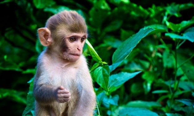 Travel Photo Of The Week: Monkeys Monkey and more Monkeys!